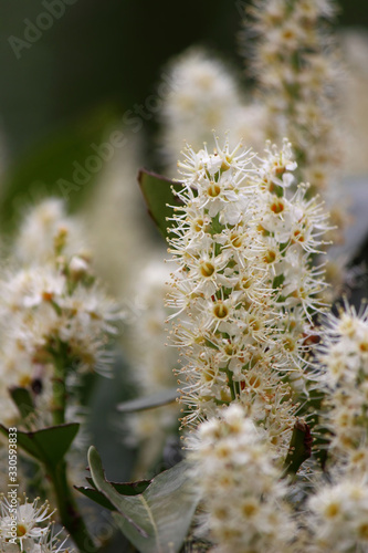 white spring flowers © photokrle