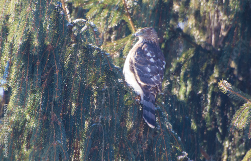Coopers hawk