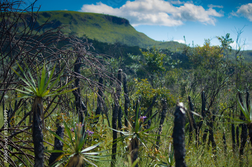 Paisagem típica do ecossistema de Cerrado na chapada dos Veadeiros, Brasil