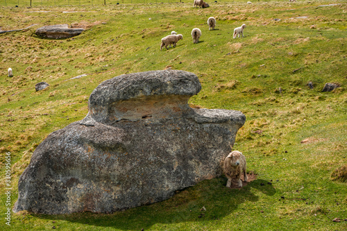 Flock of sheep grazing in the beautiful green field of Elephant Rocks on a sunny day, New Zealand