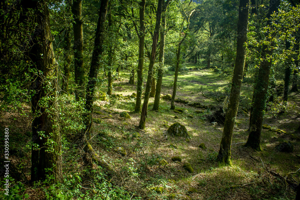 bonita floresta no norte de Portugal, parque Peneda dos Gerês