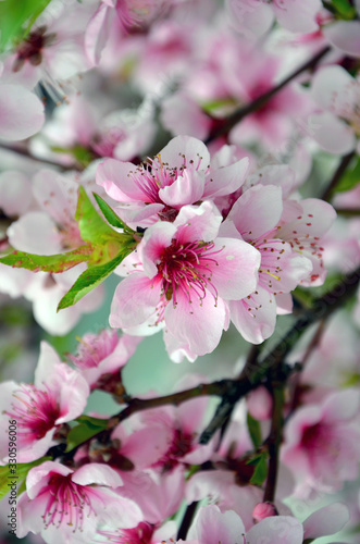 pink flowers of a tree beautiful pink flowers in garden flowering almond branch in spring 