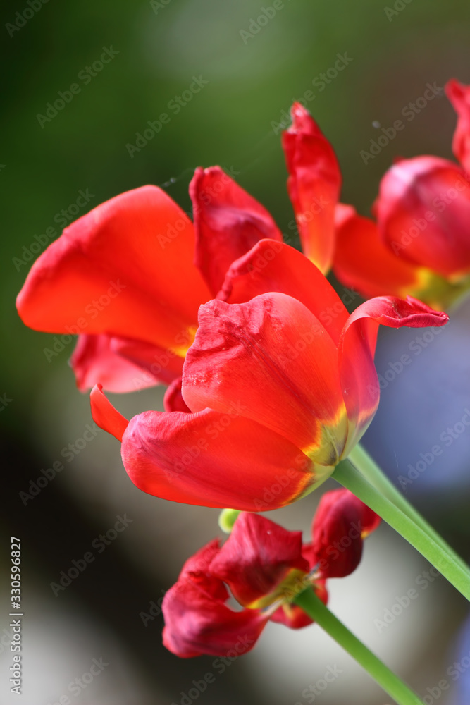 Tulips, the most beautiful spring flowers Tulips, the most beautiful spring flowers