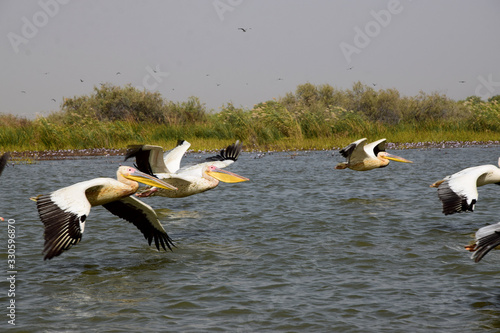 Great white pelicans (Senegal river, Djoudj)
