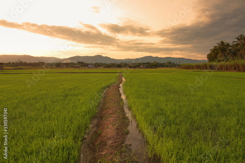 Beautiful scenery of paddy field at morning in Sabah North Borneo, Background of paddy field in natural green, golden color