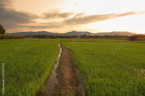 Beautiful scenery of paddy field at morning in Sabah North Borneo, Background of paddy field in natural green, golden color
