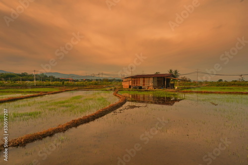 Beautiful scenery of paddy field at morning in Sabah North Borneo, Background of paddy field in natural green, golden color