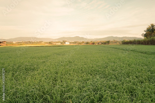 Beautiful scenery of paddy field at morning in Sabah North Borneo  Background of paddy field in natural green  golden color