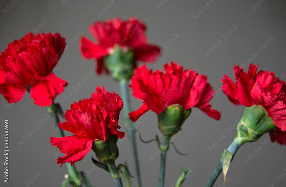 red carnations on a gray background