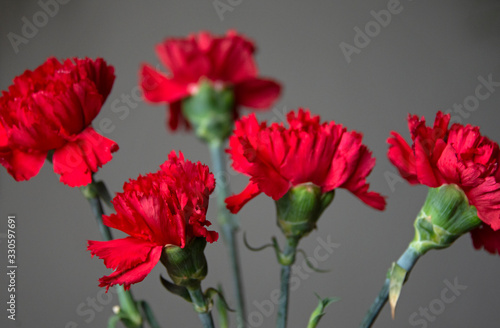 red carnations on a gray background