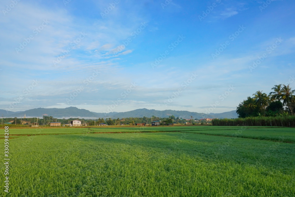 Beautiful scenery of paddy field at morning in Sabah North Borneo, Background of paddy field in natural green, golden color