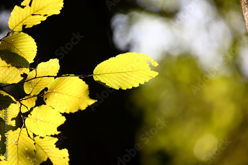 Young green forest leaves in spring