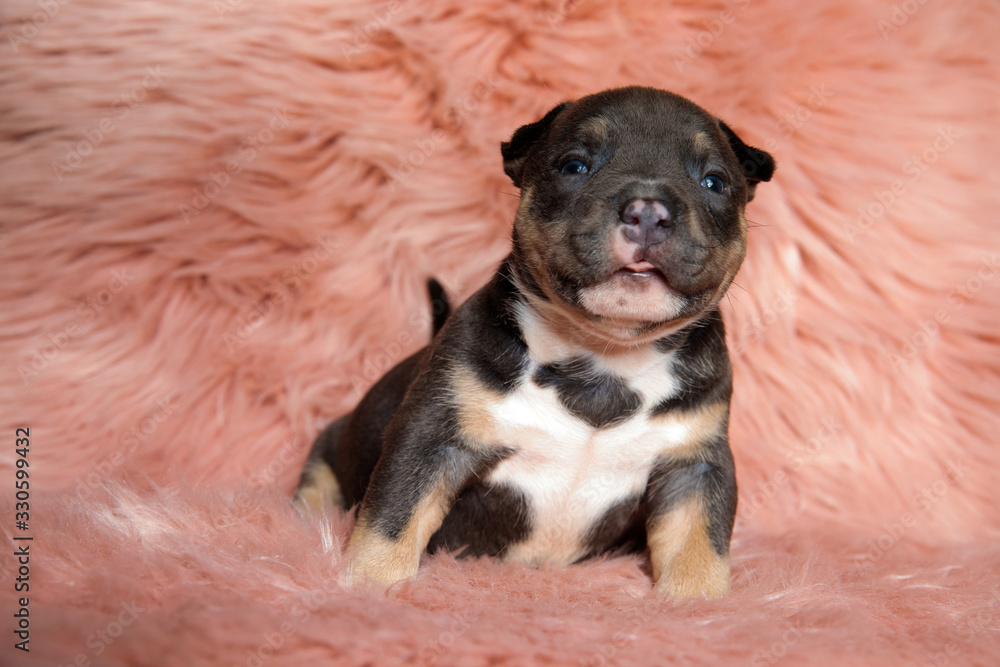 Adorable American Bully puppy smiling