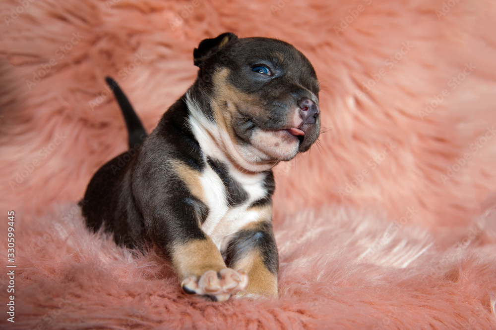 Clumsy American Bully puppy panting and stepping Clumsy American Bully puppy panting and stepping