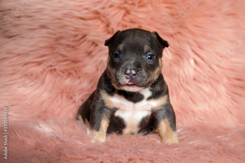 Eager American Bully puppy looking forward