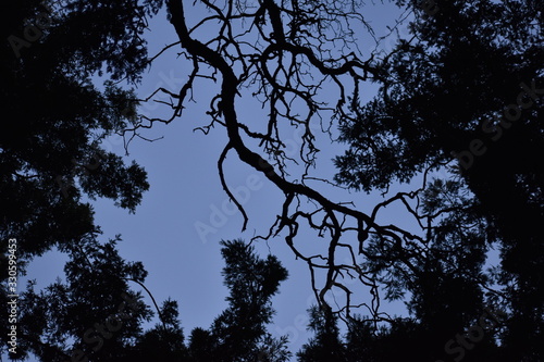 Lightning-like tree branch