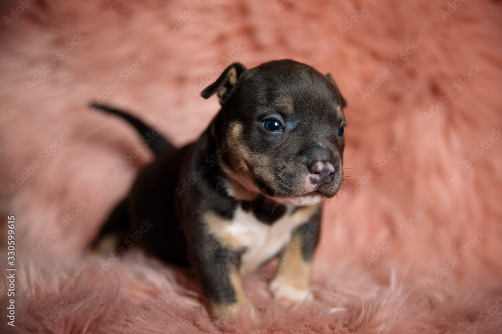 little american bully puppy on a pink fur background little american bully puppy on a pink fur background