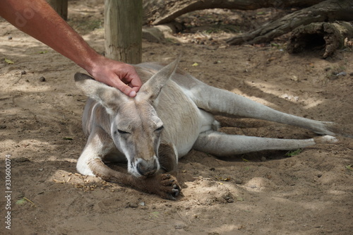 Photography Kangaroo at Lone Pine Koala Sanctuary