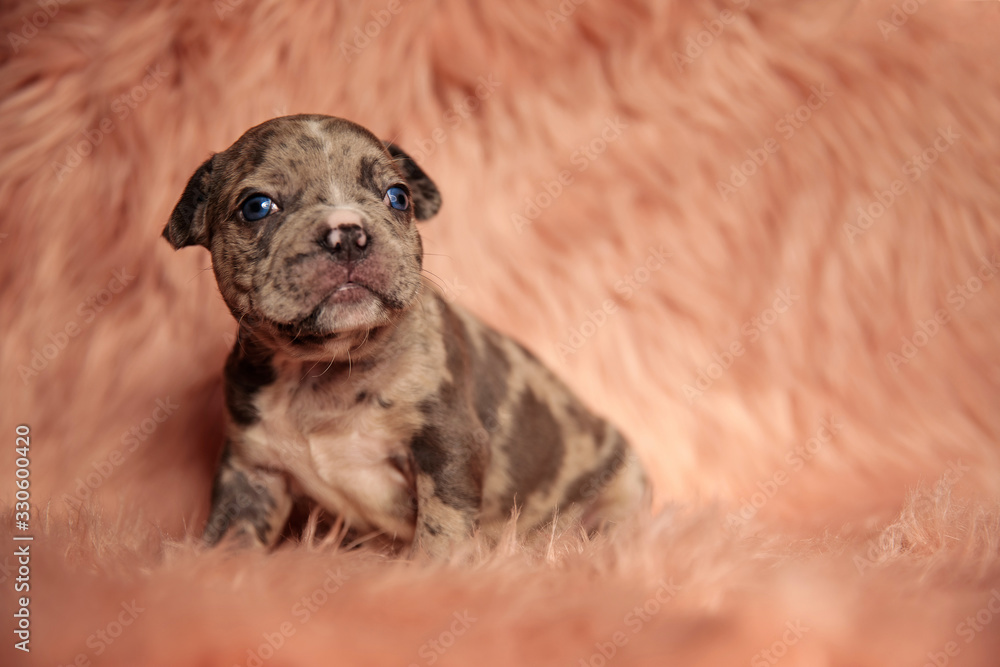 cute american bully sitting on pink fur background
