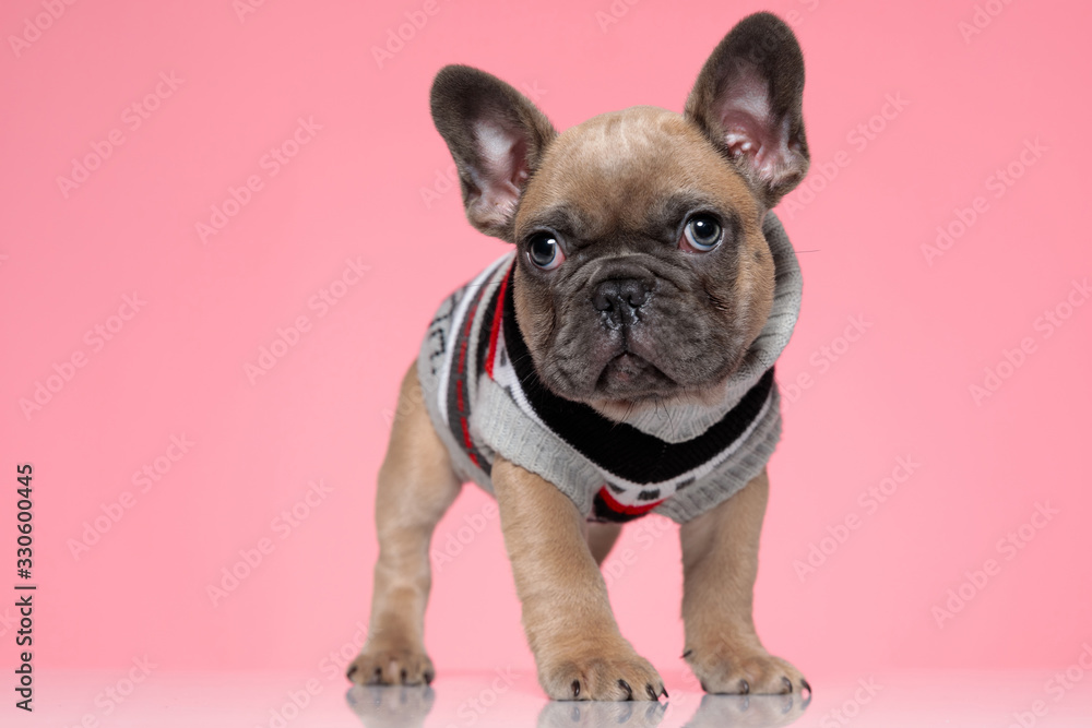 cute small french bulldog in costume looking up