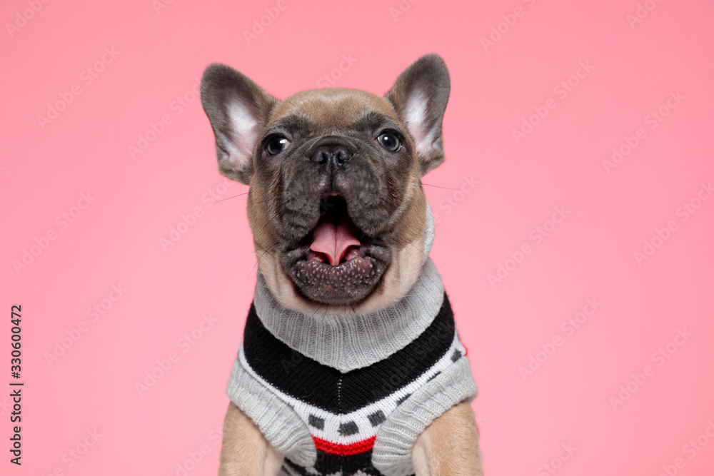 cute small french bulldog in costume yawning