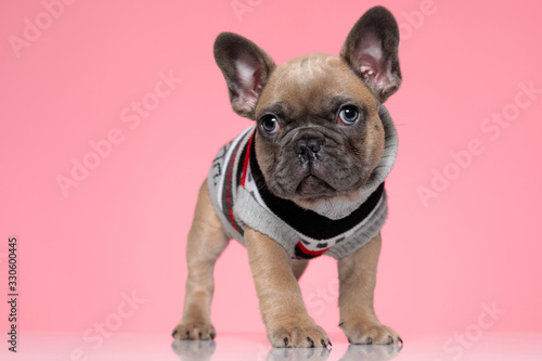 cute small french bulldog in costume looking up © Viorel Sima