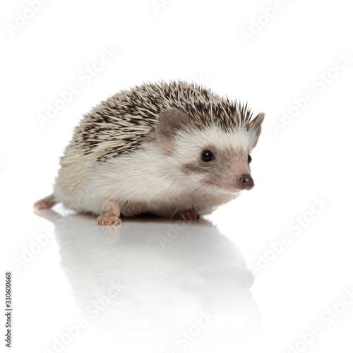 Curious hedgehog walking and listening