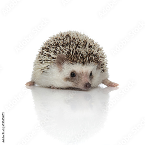 Happy hedgehog smiling and laying down