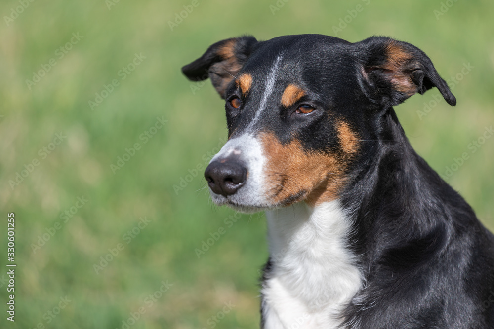 Appenzeller Mountain Dog, portrait of a dog close-up. Appenzeller Mountain Dog, portrait of a dog close-up.