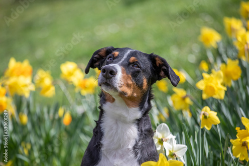 Portrait of an adult dog who's sitting between daffodils