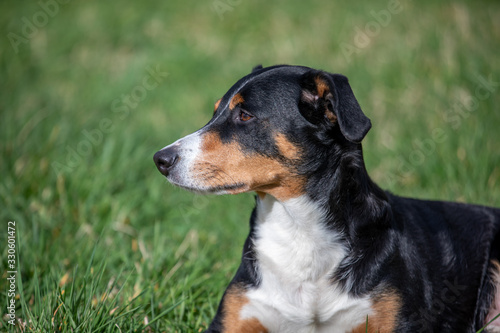 Appenzeller Mountain Dog, portrait of a dog close-up. © Vince Scherer 