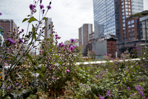 Plants in New York