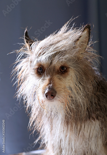 Fototapeta Naklejka Na Ścianę i Meble -  Cute fluffy dog portrait