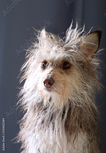 Fototapeta Naklejka Na Ścianę i Meble -  Cute fluffy dog portrait in backlight on a dark background