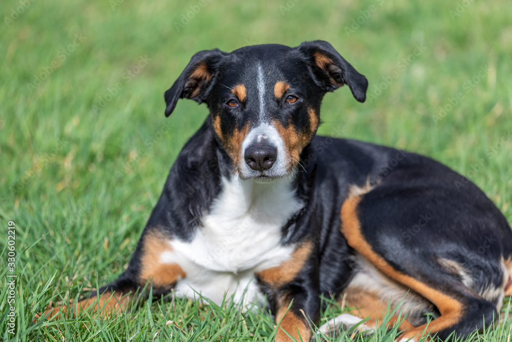 Appenzeller Mountain  dog lying in the grass outdoors