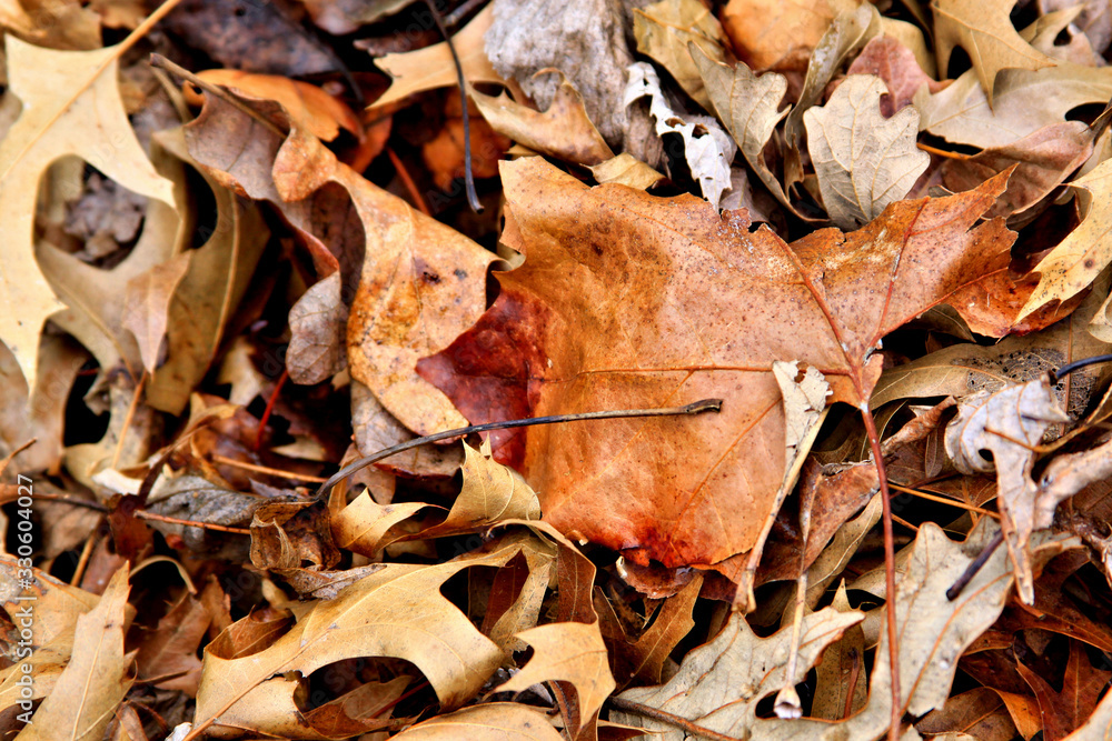 leaves