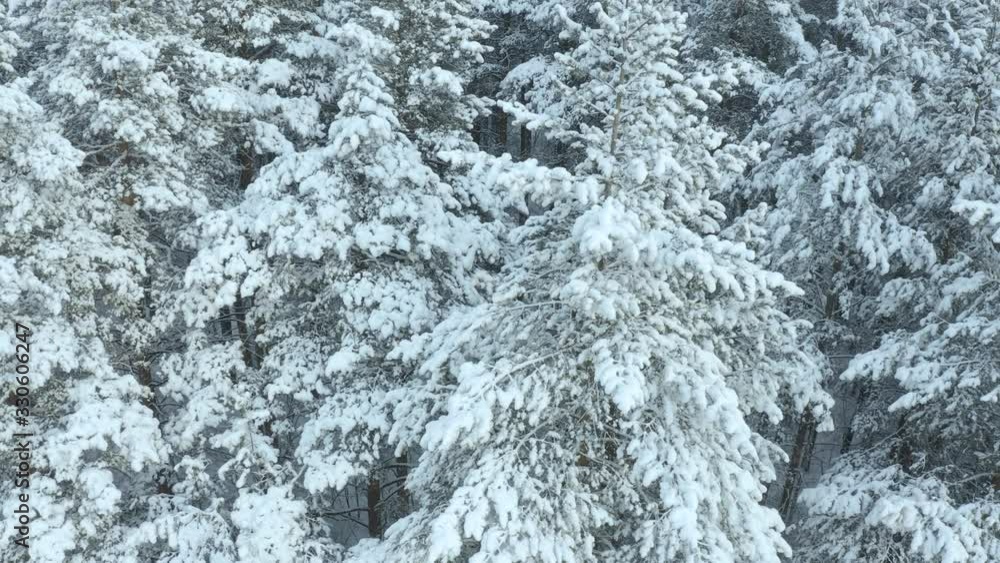 Aerial view of a frozen forest with snow covered trees at winter. Flight above winter forest , top view Aerial view of a frozen forest with snow covered trees at winter. Flight above winter forest , top view