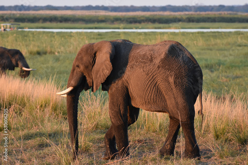 Canvas Print African elephants in Chobe National Park, Botswana