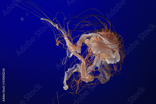 jellyfish in water