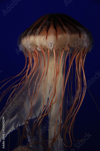 jellyfish