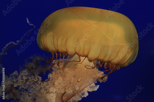 jellyfish in water