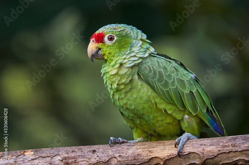 Cute parrot perching on a tree
