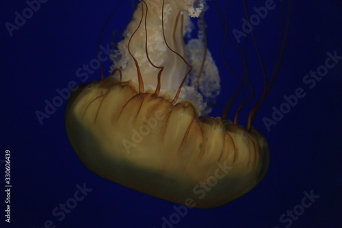 jellyfish in water