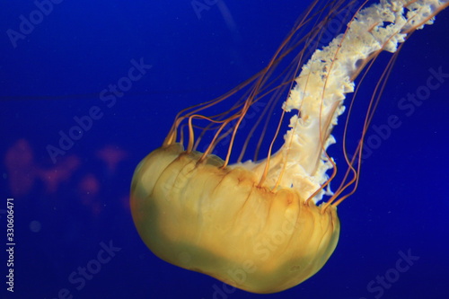 jellyfish in water