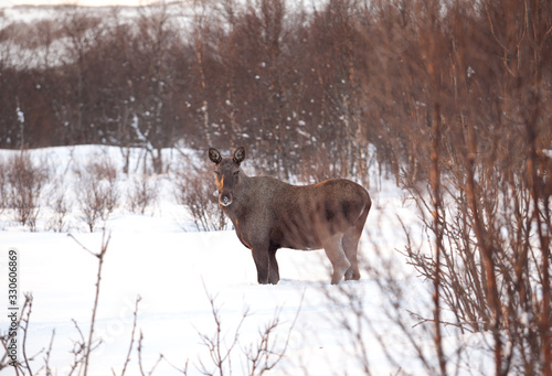 Moose, elk , alces alces, Lofoten nature, Scandinavian animals, Norway