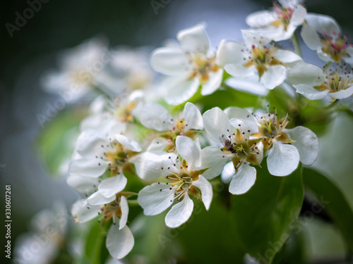 Fototapeta Naklejka Na Ścianę i Meble -  Beautiful apple cherry tree in bloom. Spring trees blossom in the park. Trees with white flowers blossoming. Closeup image of cherry apple flower