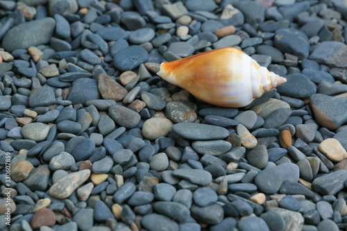 sea background with pebbles and shell and copy space