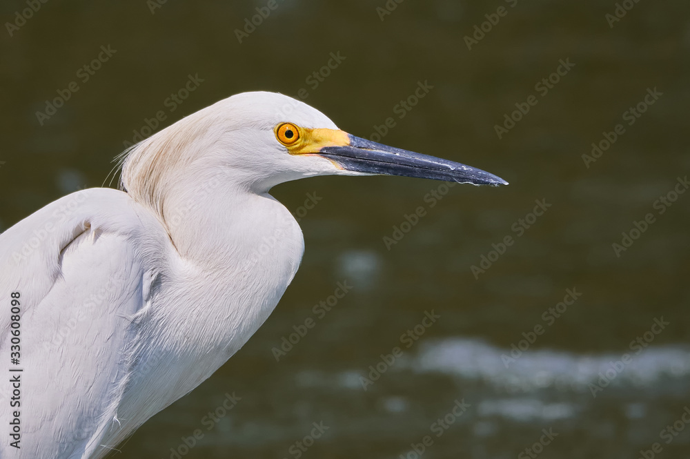 Portrait of a heron on the lake Portrait of a heron on the lake