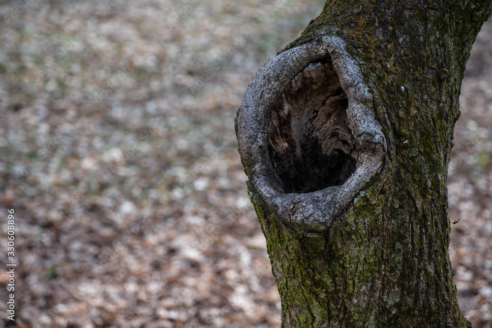 Obraz premium Big hole in the tree