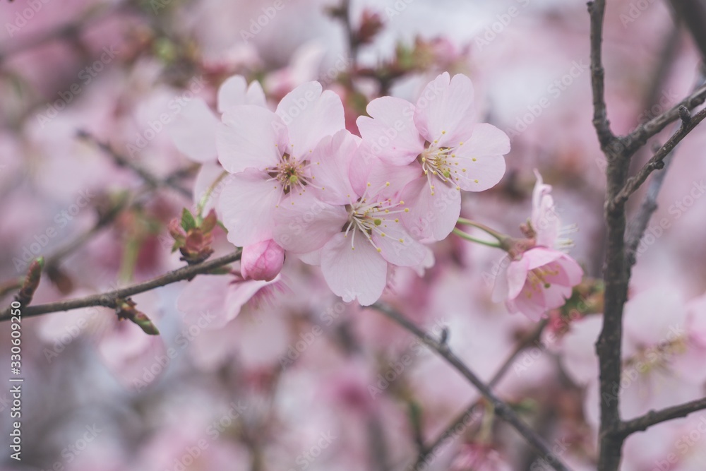 Obraz premium light cherry blossoms